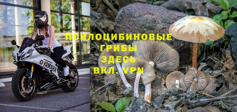 Псилоцибиновые грибы Psilocybe  Вязники 